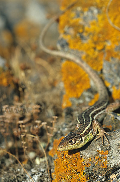 Riesensmaragdeidechse (Lacerta trilineata)