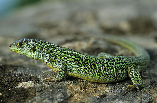 Riesensmaragdeidechse (Lacerta trilineata)