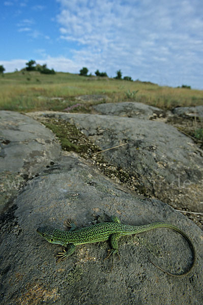 Riesensmaragdeidechse (Lacerta trilineata)