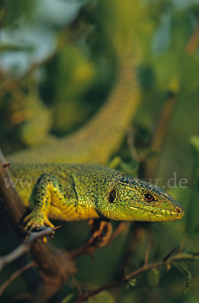 Riesensmaragdeidechse (Lacerta trilineata)