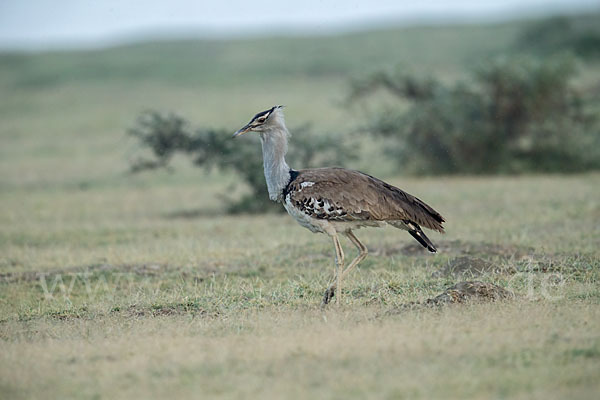 Riesentrappe (Ardeotis kori)