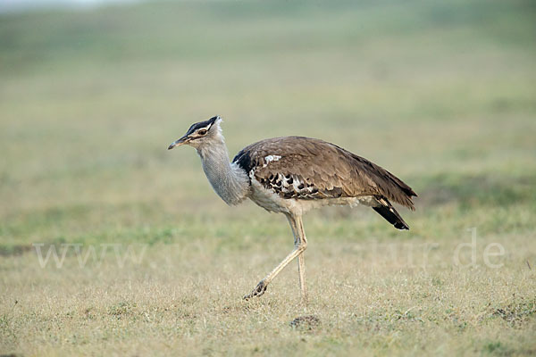 Riesentrappe (Ardeotis kori)