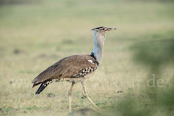 Riesentrappe (Ardeotis kori)