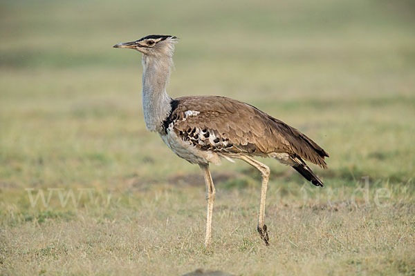 Riesentrappe (Ardeotis kori)