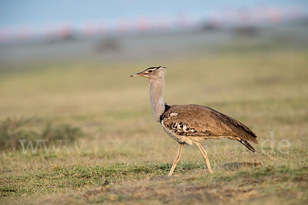 Riesentrappe (Ardeotis kori)