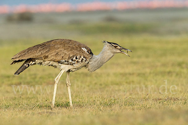 Riesentrappe (Ardeotis kori)