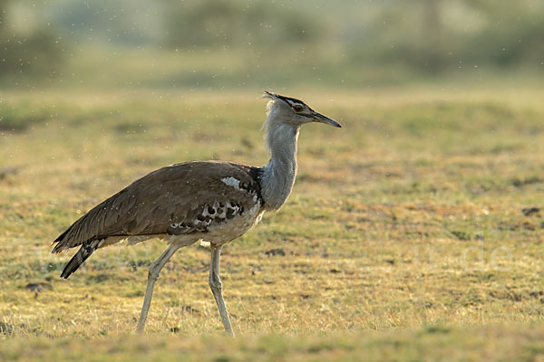 Riesentrappe (Ardeotis kori)