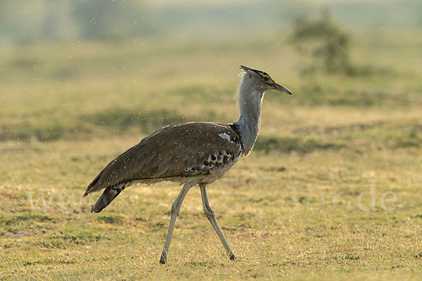 Riesentrappe (Ardeotis kori)