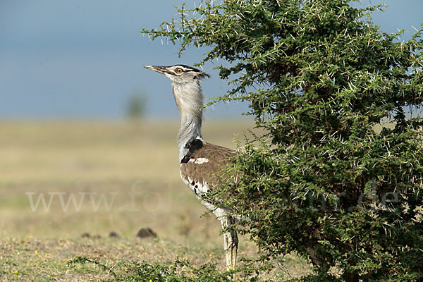 Riesentrappe (Ardeotis kori)