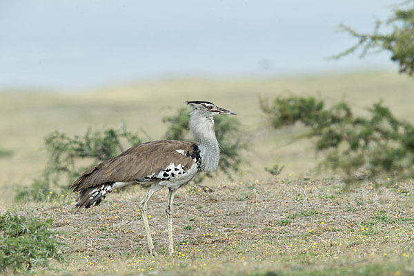 Riesentrappe (Ardeotis kori)