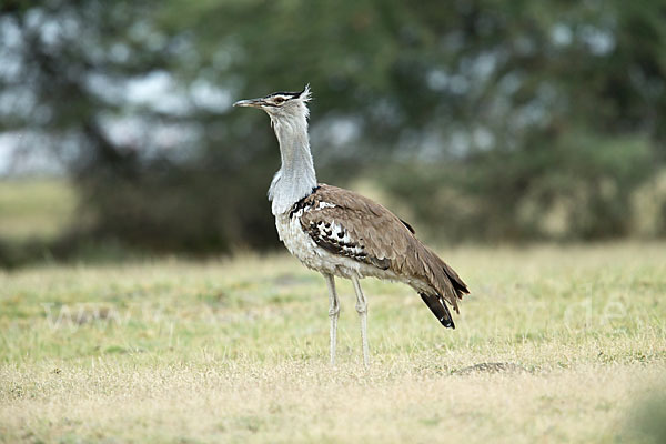 Riesentrappe (Ardeotis kori)