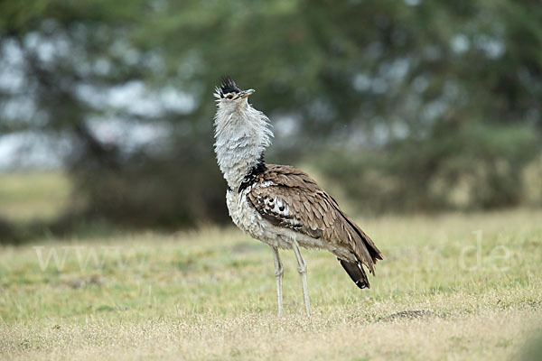 Riesentrappe (Ardeotis kori)