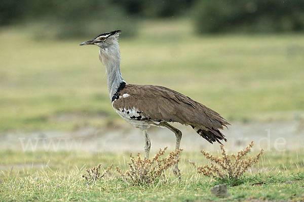 Riesentrappe (Ardeotis kori)