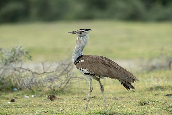 Riesentrappe (Ardeotis kori)