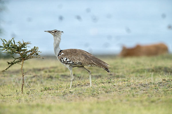 Riesentrappe (Ardeotis kori)