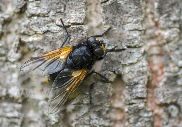 Rinderfliege (Mesembrina meridiana)