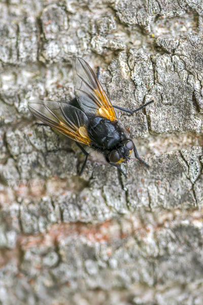 Rinderfliege (Mesembrina meridiana)