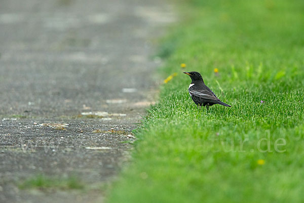 Ringdrossel (Turdus torquatus)