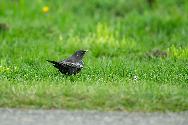 Ringdrossel (Turdus torquatus)