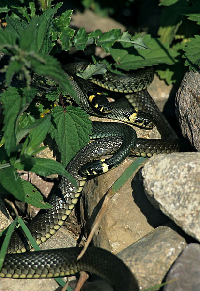 Ringelnatter (Natrix natrix)