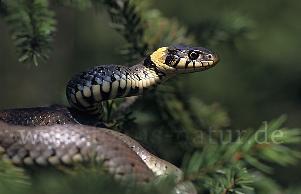 Ringelnatter (Natrix natrix)