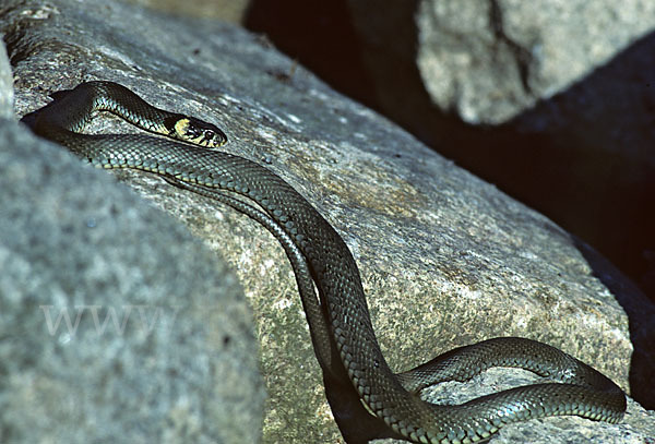 Ringelnatter (Natrix natrix)