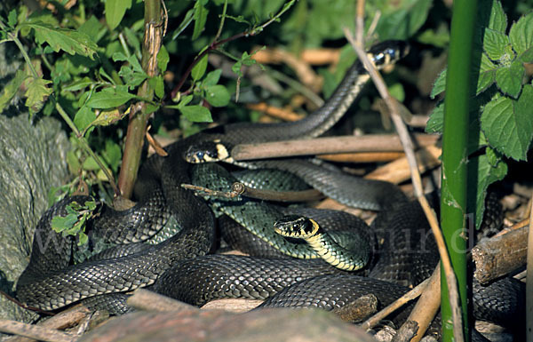 Ringelnatter (Natrix natrix)