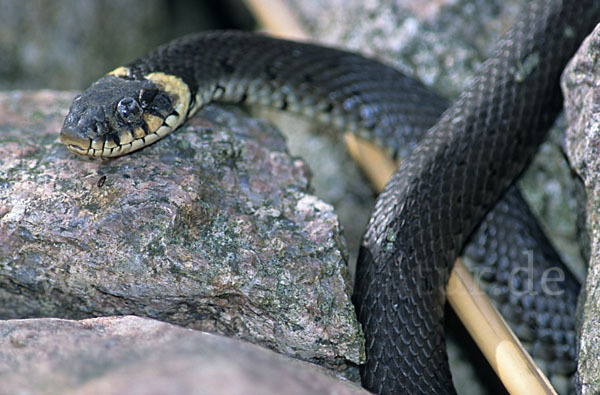 Ringelnatter (Natrix natrix)