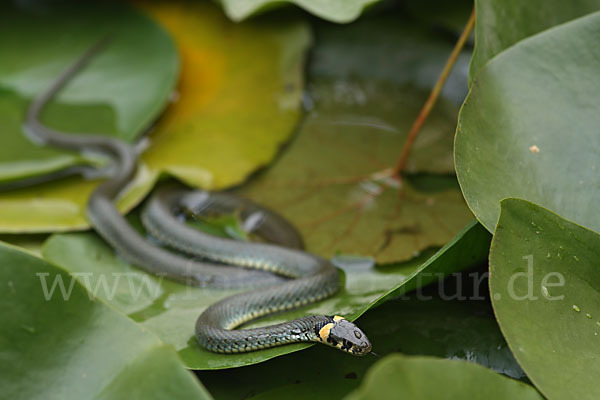 Ringelnatter (Natrix natrix)