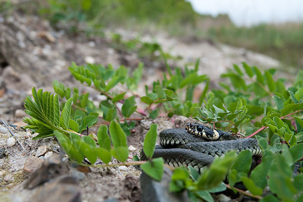 Ringelnatter (Natrix natrix)