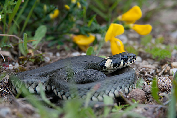 Ringelnatter (Natrix natrix)