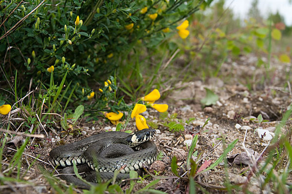 Ringelnatter (Natrix natrix)