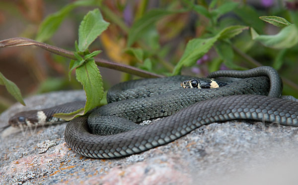 Ringelnatter (Natrix natrix)