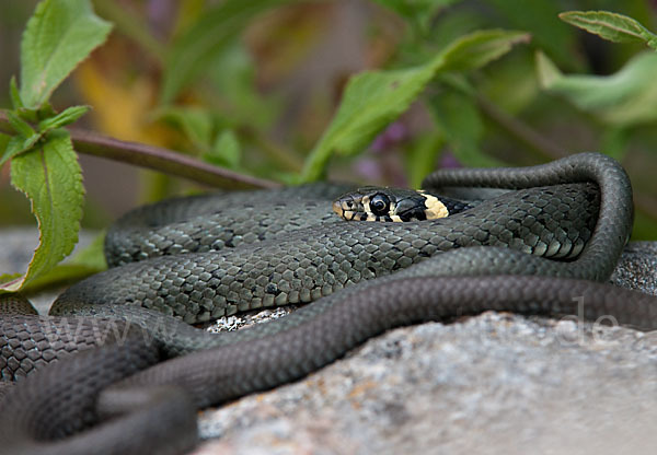 Ringelnatter (Natrix natrix)