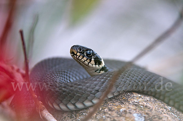 Ringelnatter (Natrix natrix)