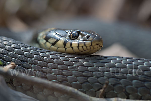 Ringelnatter (Natrix natrix)