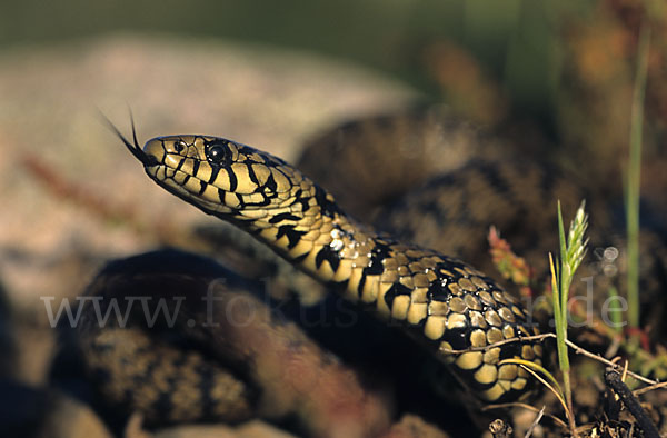 Ringelnatter ssp. (Natrix natrix cetti)