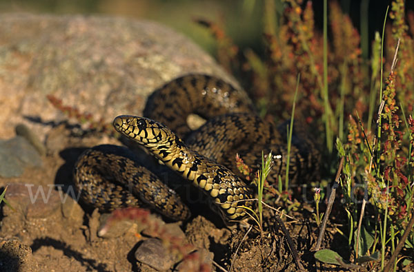 Ringelnatter ssp. (Natrix natrix cetti)