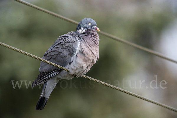 Ringeltaube (Columba palumbus)