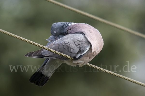 Ringeltaube (Columba palumbus)