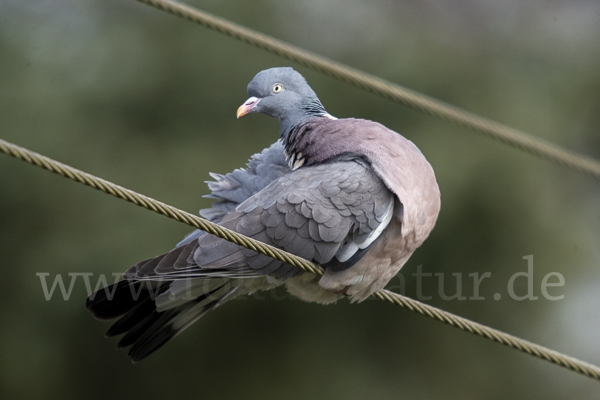 Ringeltaube (Columba palumbus)