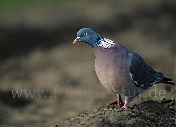 Ringeltaube (Columba palumbus)