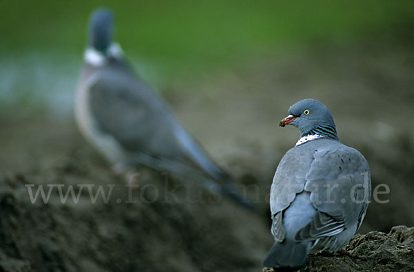 Ringeltaube (Columba palumbus)