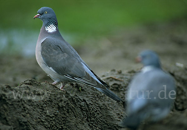 Ringeltaube (Columba palumbus)