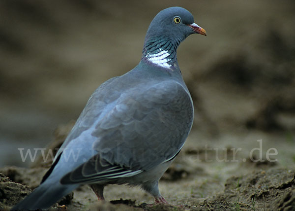 Ringeltaube (Columba palumbus)