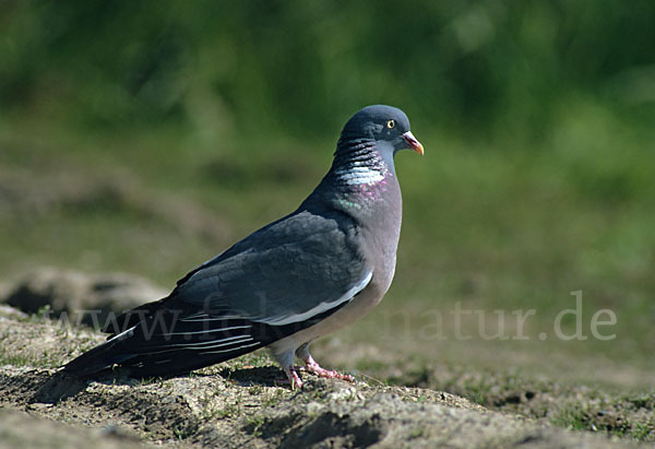 Ringeltaube (Columba palumbus)