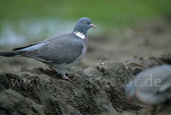 Ringeltaube (Columba palumbus)