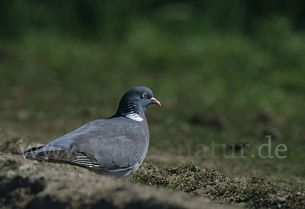 Ringeltaube (Columba palumbus)