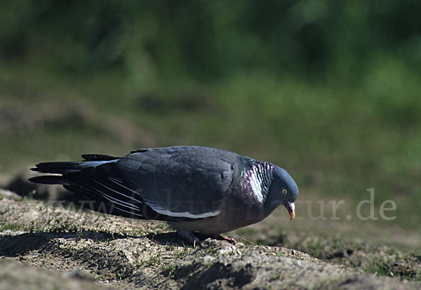 Ringeltaube (Columba palumbus)