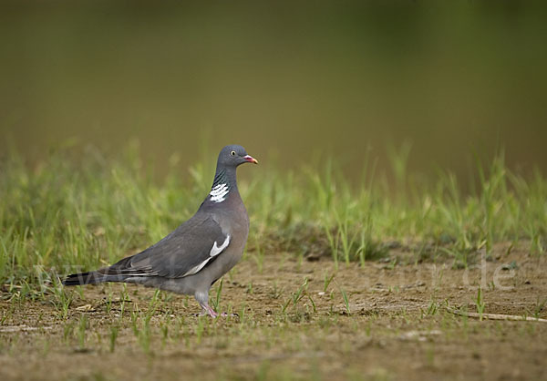 Ringeltaube (Columba palumbus)